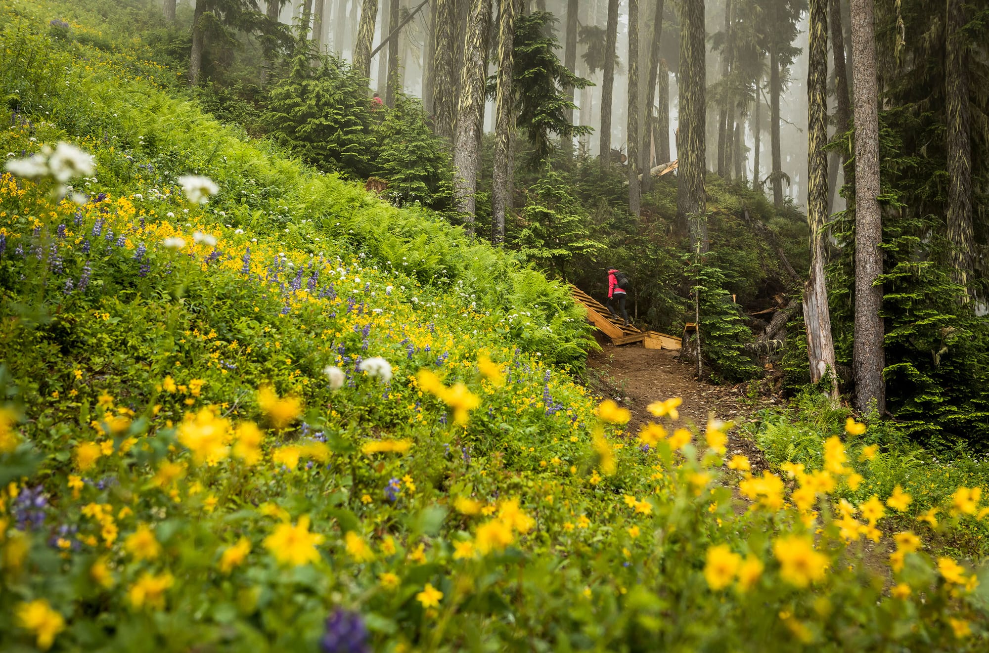 View of wildflowers along Ascent Trail in Whistler