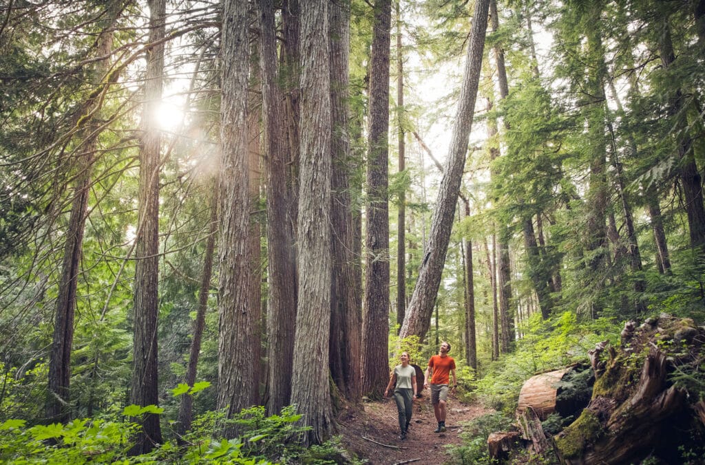 Two hikers walking through old growth forest in Whistler