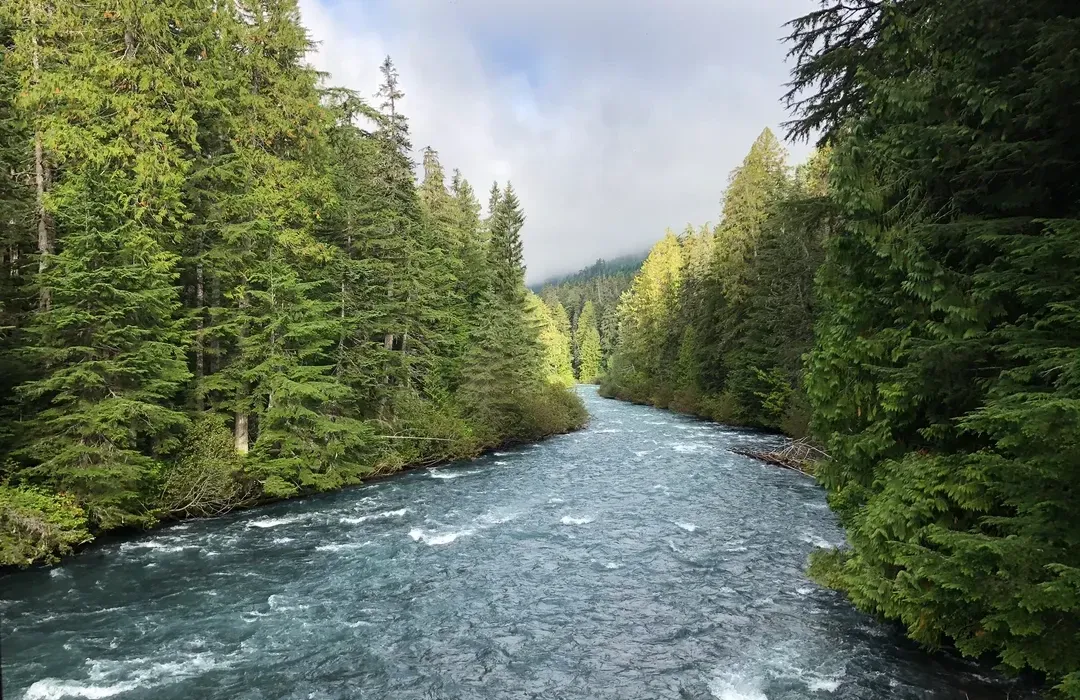 View of the river in the Whistler Interpretive Forest
