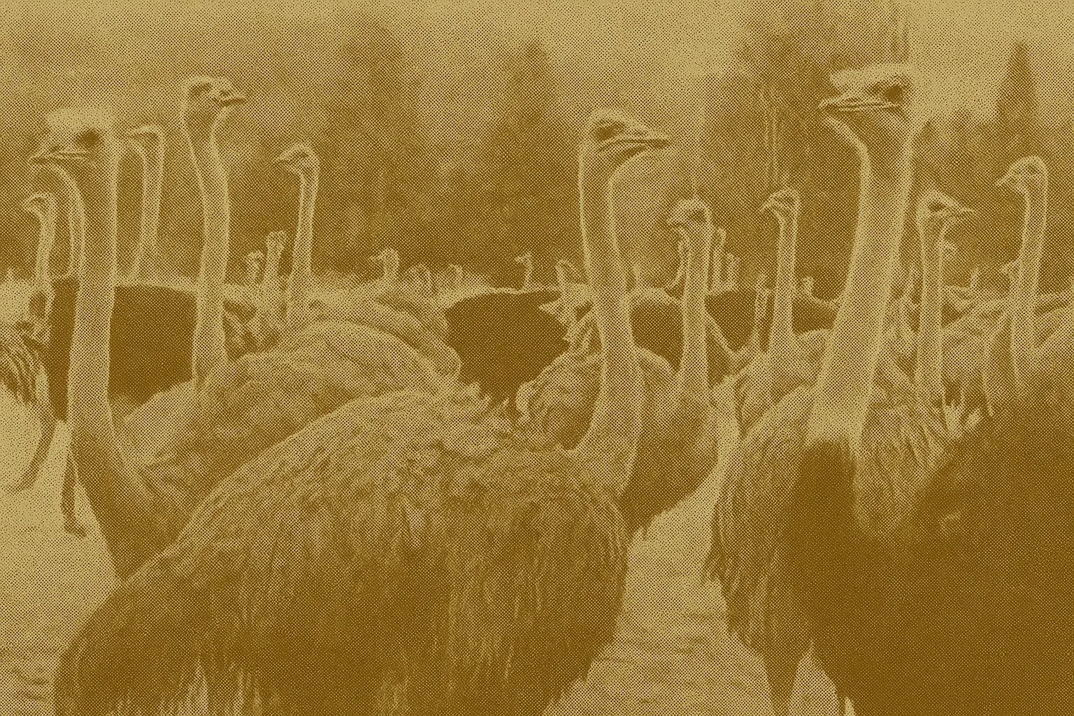 Supreme Court Declines Appeal, CFIA Begins Euthanizing Ostriches in Edgewood, B.C.