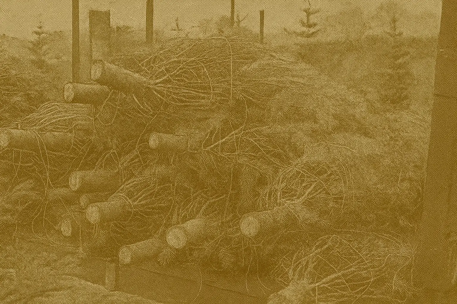 Real Christmas tree being repurposed as outdoor winter bird shelter and habitat instead of traditional disposal methods