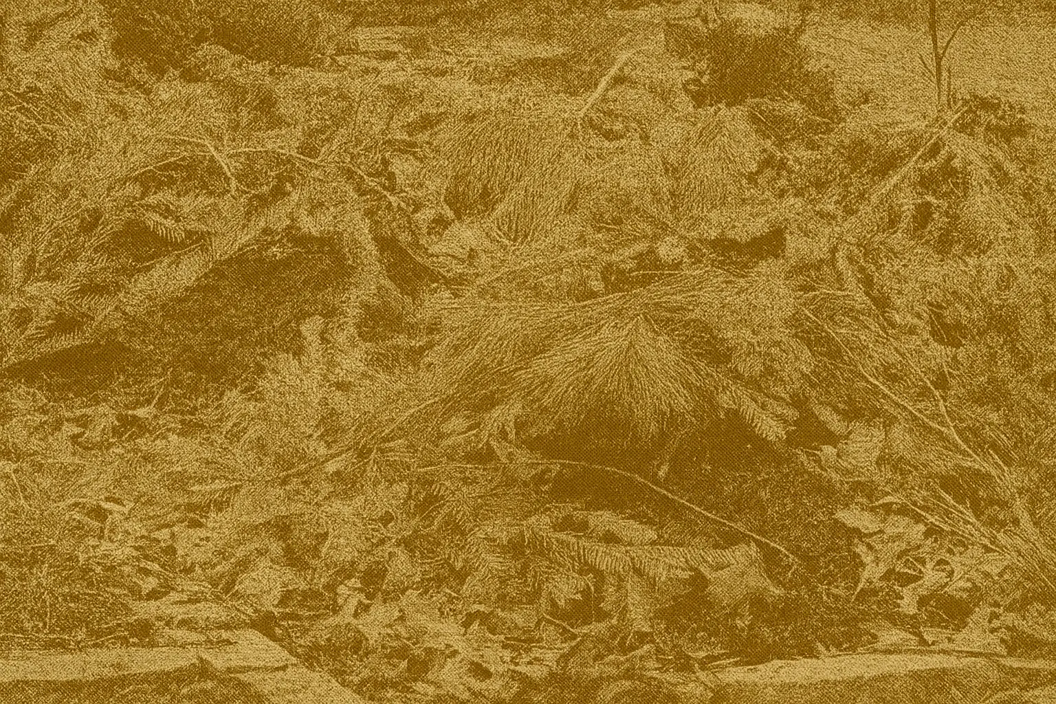 Dried pine needles from real Christmas tree collected for making homemade fire starters as eco-friendly reuse project