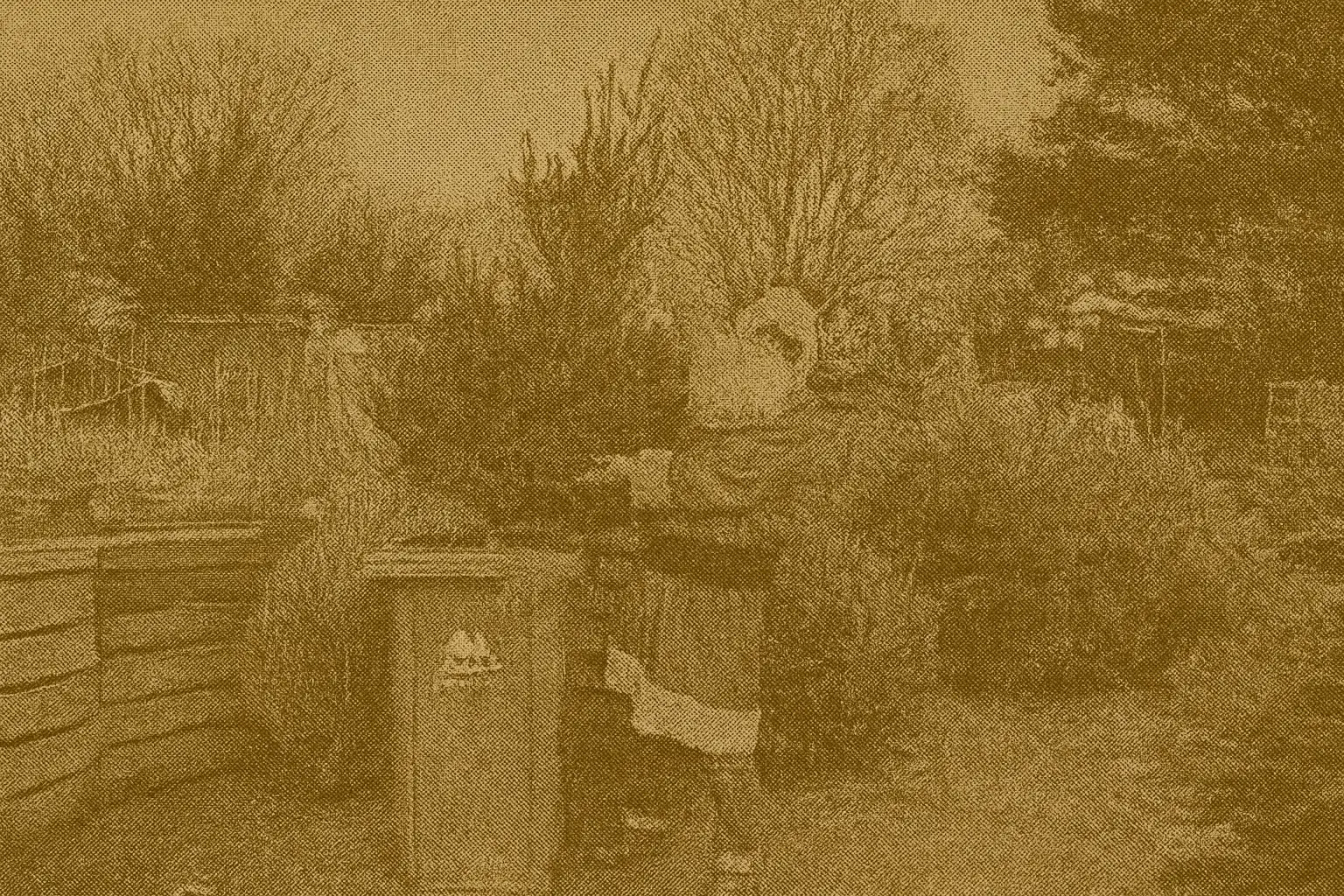 Real Christmas tree being deposited at municipal recycling depot in green collection bin for free tree disposal and mulch conversion