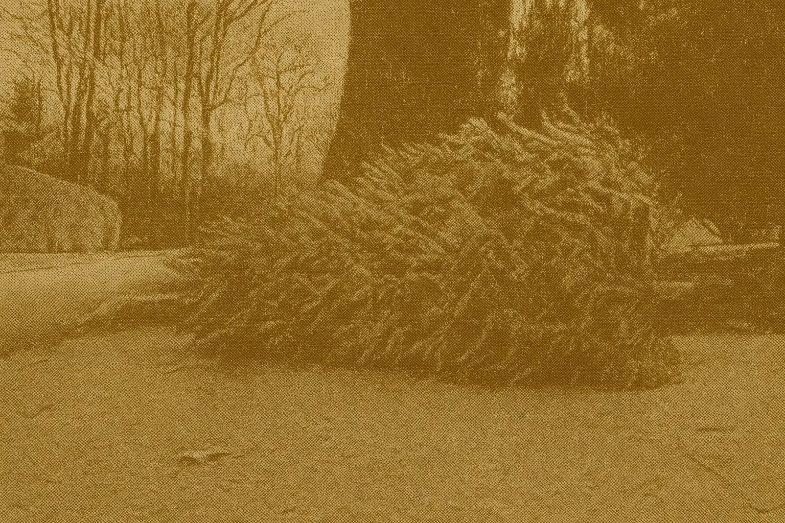 Real Christmas tree placed outside for municipal curbside pickup and recycling program in Canada during January collection week