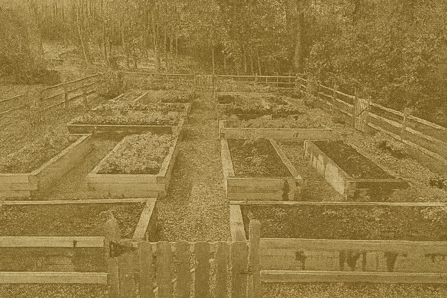 Raised garden beds in a wooded area.