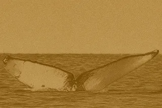 Third Humpback Whale Found Dead Off British Columbia Coast in Two Months