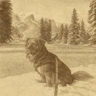 Ultimate Dog Coats for Extreme Canadian Cold: Top Picks