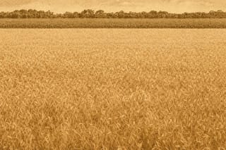 Manitoba Invests Additional $10.5M in Winnipeg Cereals Research Hub