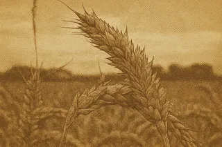 Saskatchewan Receives $9.7M for Crop Research to Boost Agricultural Innovation