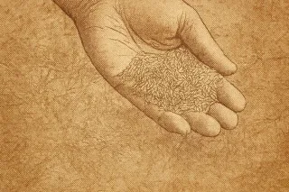 Best Grass Seed in Canada: Top Mixes for Every Region