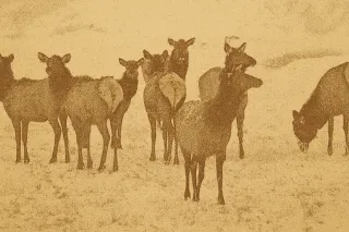 Saskatchewan Farmers Granted Elk Permits to Protect Crops Starting 2027