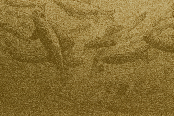 Mowi Faces Scrutiny Over Mass Salmon Die-Off on Newfoundland's South Coast