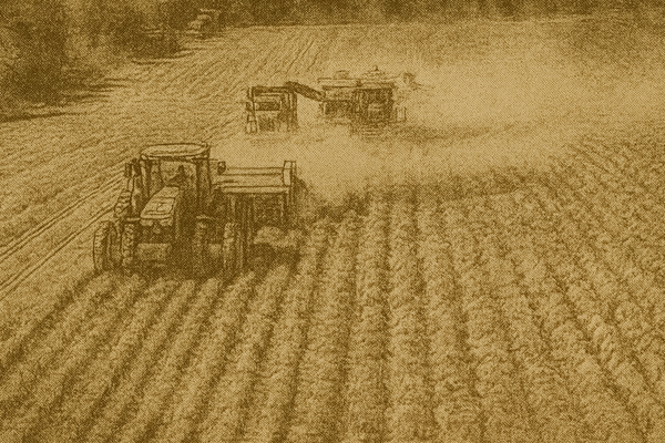 P.E.I. Potato Farmers Brace for 30% Yield Loss Amid Severe Drought Conditions