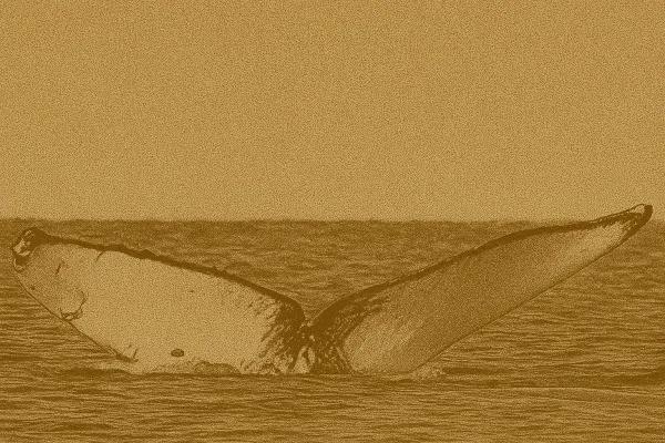 Third Humpback Whale Found Dead Off British Columbia Coast in Two Months