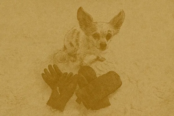 Best Gloves for Walking Your Dog in Canadian Winters: Stay Warm, Dry & In Control (2025 Guide)