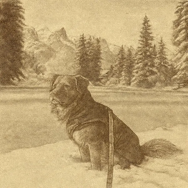 Ultimate Dog Coats for Extreme Canadian Cold: Top Picks