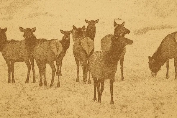 Saskatchewan Farmers Granted Elk Permits to Protect Crops Starting 2027